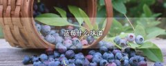 蓝莓什么味道，吃上蓝莓的口味感觉