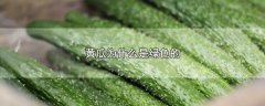 黄瓜为什么是绿色的，黄瓜是绿色的原因