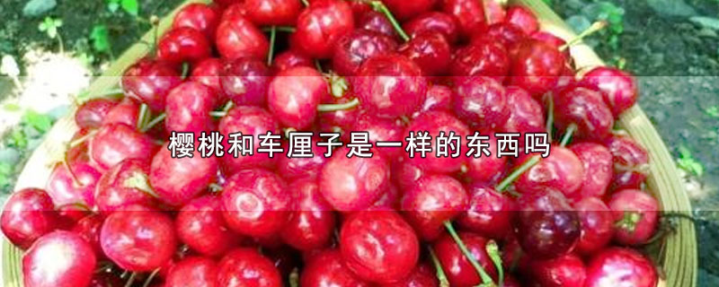 樱桃和车厘子是一样的东西吗?(水果樱桃和车厘子的区别)