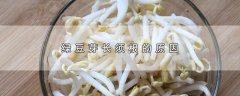 绿豆芽长须根的原因?解释绿豆芽长须根的环境