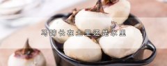 马蹄长在土里还是水里，马蹄长的生长环境
