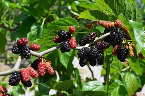 桑葚的功效与作用