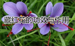 藏红花的功效与作用