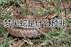 梦见蛇是什么预兆