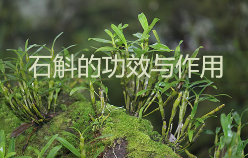 石斛的功效与作用