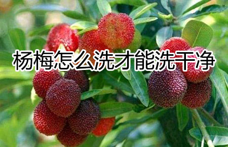 杨梅怎么洗才能洗干净，5个方法清洗干净的杨梅