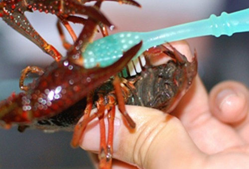 小龙虾怎么收拾才干净，小龙虾的清洗和处理