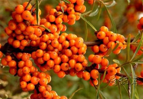 沙棘的功效与作用