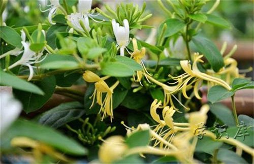 金银花的功效与作用