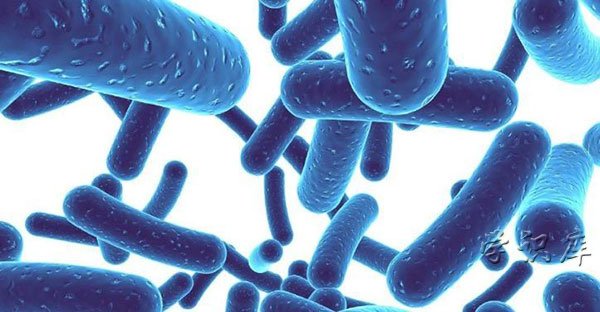 益生菌的作用与功效