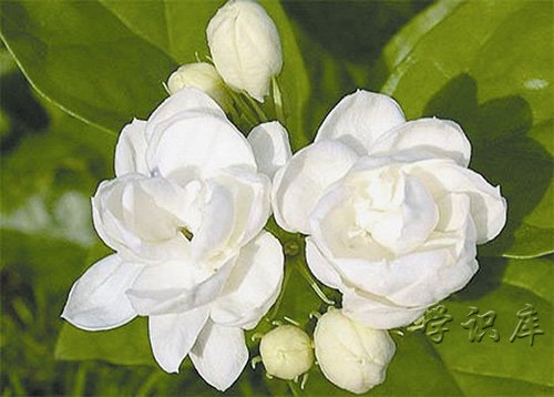 茉莉花的养殖方法和注意事项