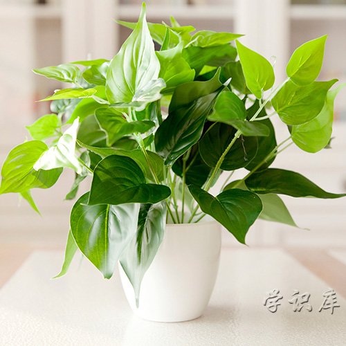 绿萝怎么养才能更旺盛