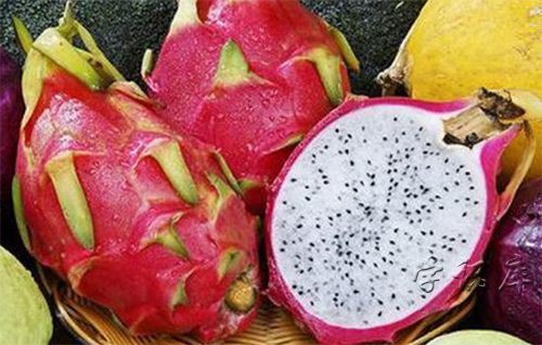 火龙果是凉性的还是热性的