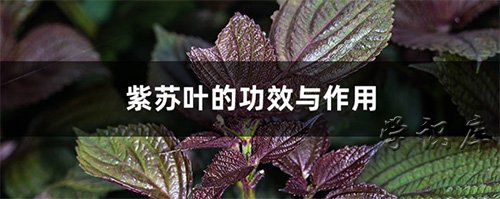 紫苏叶的功效与作用
