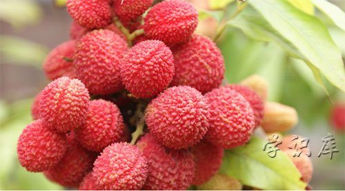 荔枝怎么保鲜时间长，7个荔枝保鲜的方法