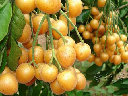 黄皮果的功效与作用