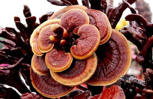 灵芝的功效与作用