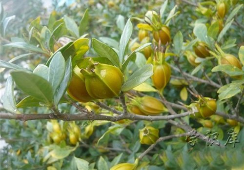 栀子的功效与作用，饮用栀子的十大好处