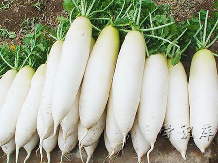 白萝卜的作用和功效，吃白萝卜的7个好处