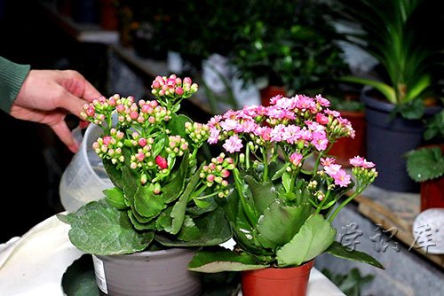 长寿花的养殖方法和注意事项