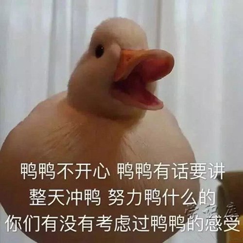 duck不必，解释duck不必的含义