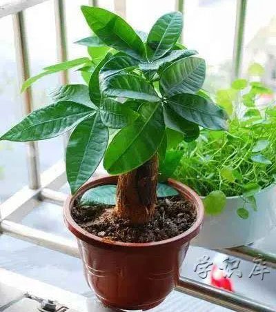 搬新家送什么绿植盆栽最合适