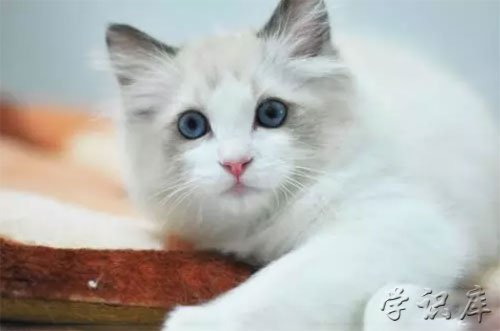 猫的品种，猫的简介及种类