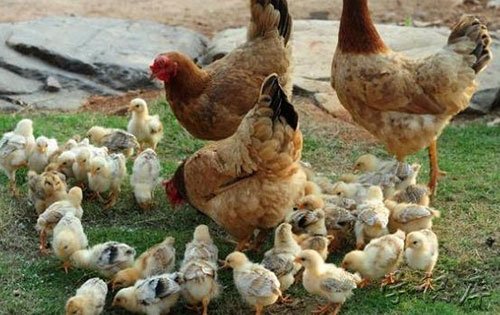 家庭农场补贴2021多少钱