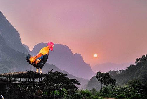 公鸡为什么能报晓?公鸡报晓的原因介绍