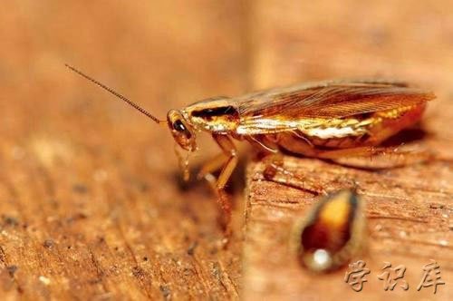 蟑螂怎么消灭最彻底小妙招，7个彻底消灭蟑螂的方法