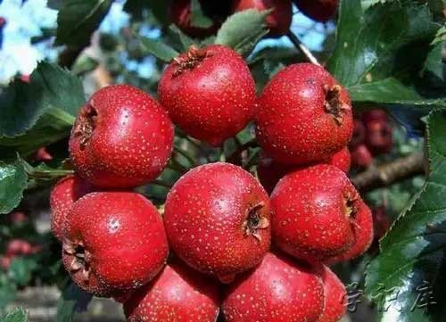 山楂的功效与作用，吃山楂的9个好处