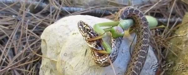 蛇为什么怕螳螂，3个蛇怕螳螂的原因