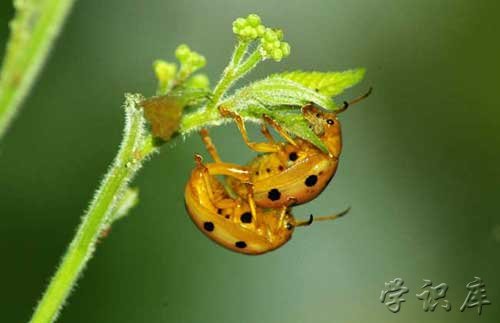 惊蛰是什么意思，惊蛰简介