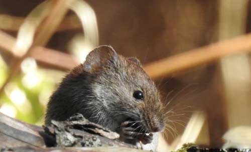 灭鼠最快最有效的方法(5个家庭灭鼠最佳方法)