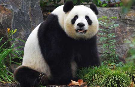 大熊猫的特点，5个大熊猫的生活习性