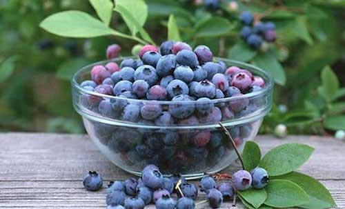 蓝莓怎么洗才干净，3种蓝莓的干净洗法