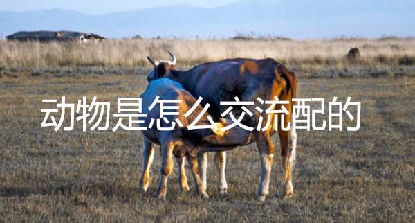 动物是怎么交流配的(动物是怎么交配繁殖)