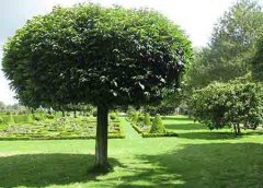 排名第一最好的镇宅之树