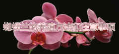 蝴蝶兰的养殖方法和注意事项