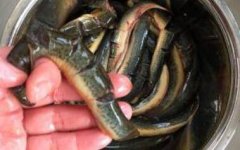 泥鳅怎么做最好吃