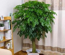 幸福树的养殖方法和注意事项