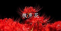 家里千万不能养的6种花(不能在家里面养的花)