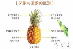 菠萝和凤梨有什么区别，两者六大区别差异