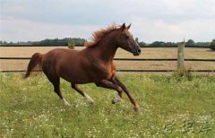 1990年属什么生肖