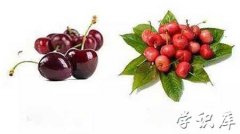 车厘子和樱桃的区别，两者主要的不同点