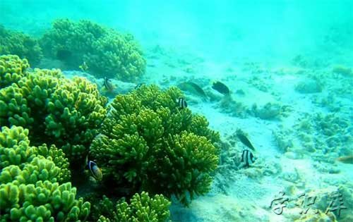 西沙群岛怎么去(西沙群岛在哪里)