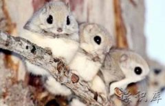 寒号鸟是种什么动物(附寒号鸟的图片)