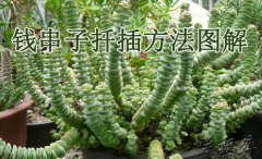 钱串子的养殖方法(钱串子扦插方法图解)