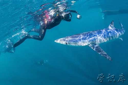 世界上最漂亮的鲨鱼，3种鲨鱼最为漂亮