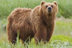 冬眠的动物有哪些(十大典型冬眠的动物)